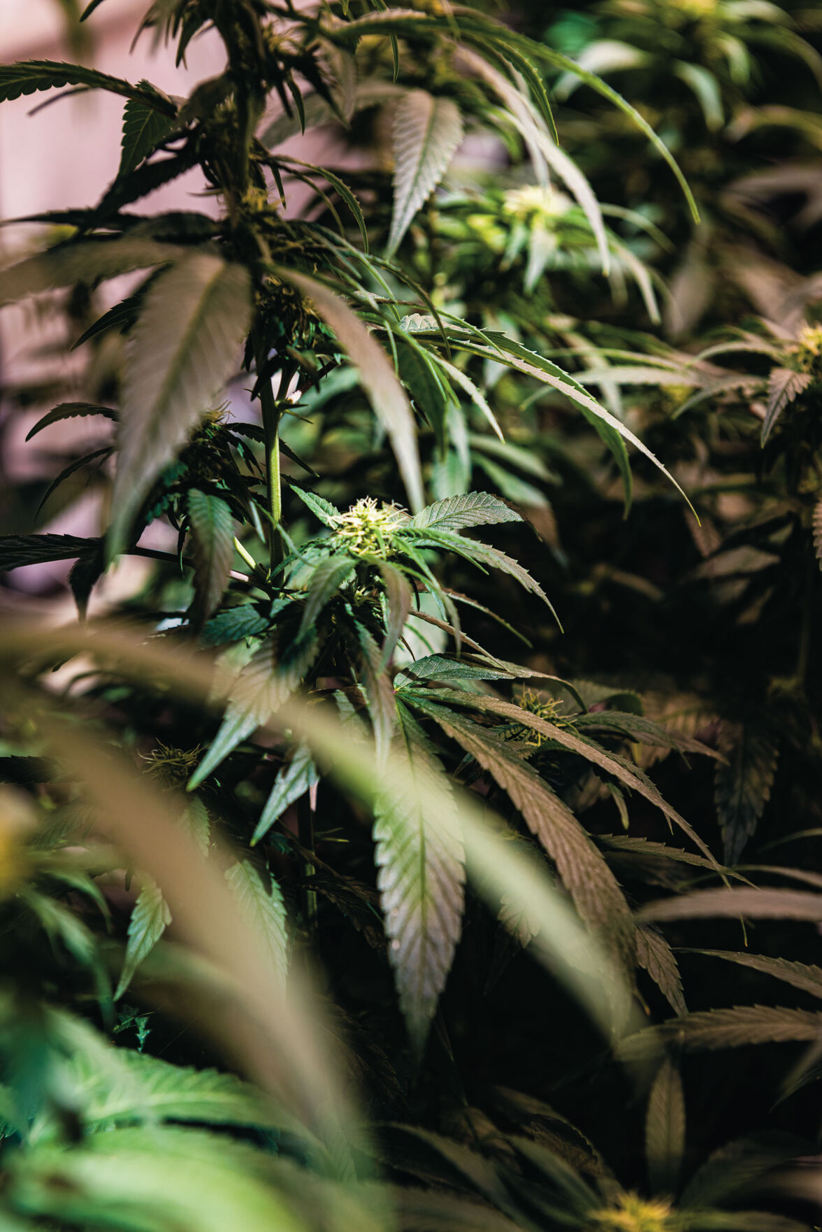 Hemp Optima 9939
